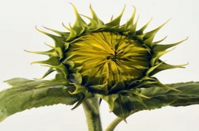 Sunflower 223