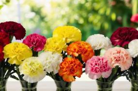 Multi-colored-carnation-flower-bouquets-with-beautiful-background-12