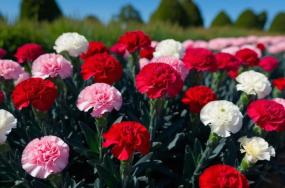 carnation-flower-field-with-plant-leaves-and-background-blur-greenary-and-clean-sky