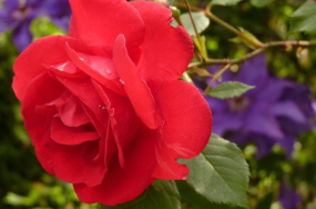 Magnificent Red-Rose