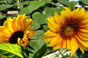 -sunflower1452245-1280x1040