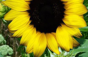 sunflower photos