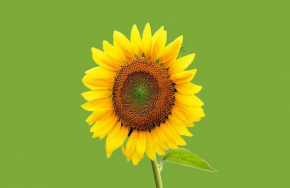 sunflower pictures