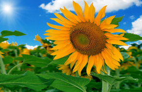 sunflower images