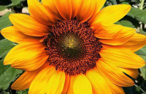 beautiful sunflower pictures