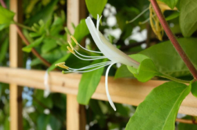 Honeysuckle