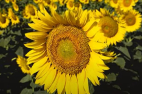 Sunflower 1