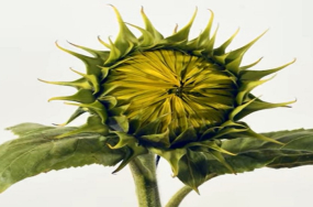 Sunflower 223