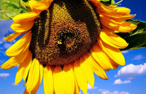 sunflower stock photo