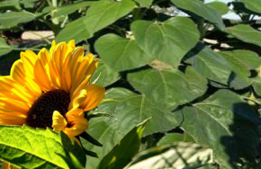 -sunflower1245-1280x1040