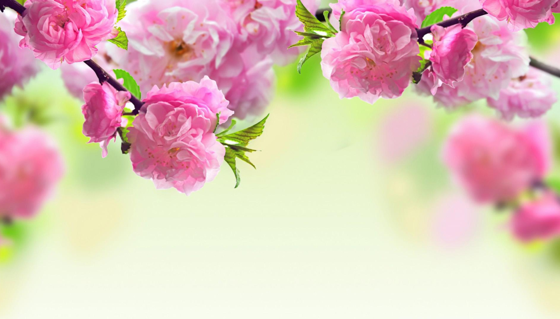 1295215-spring-wallpaper-widescreen