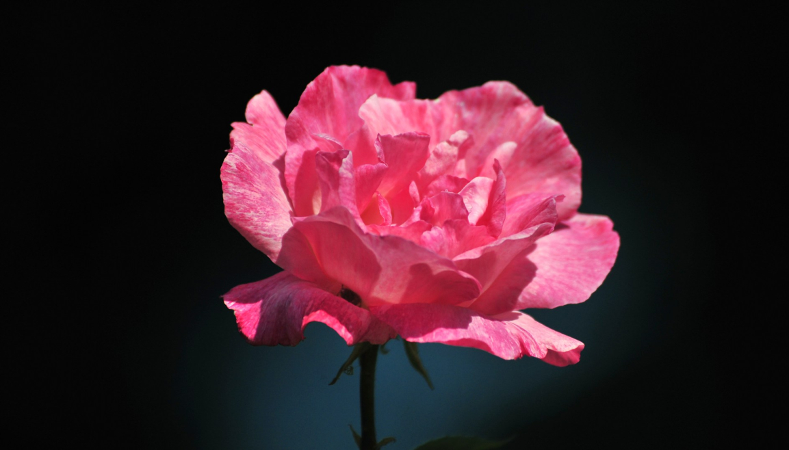 1441518-beautiful-pink-rose-flower